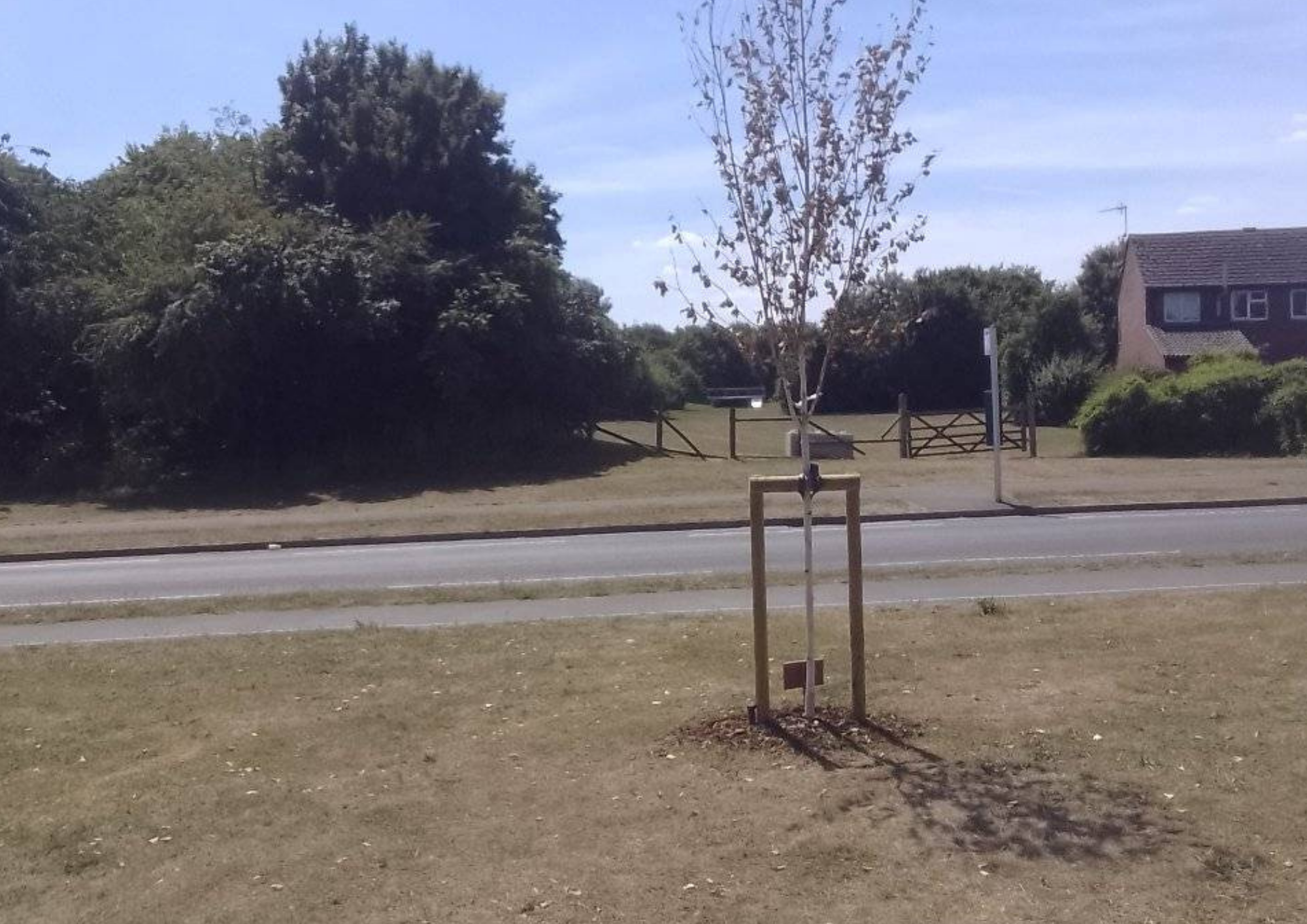 Jubilee trees planted two weeks ago are now dying - Vimarsana News