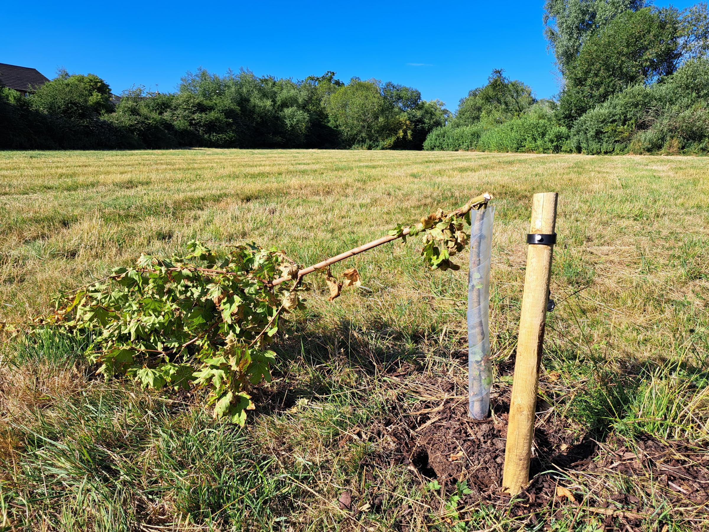 New pictures of Bicester's vandalised Jubilee trees revealed - Vimarsana News