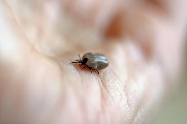 Oxford Mail: Ticks are small, spider like creatures that feed on blood