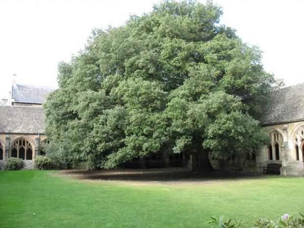 Oxford Mail: The tree at New College. Picture by David Purchase