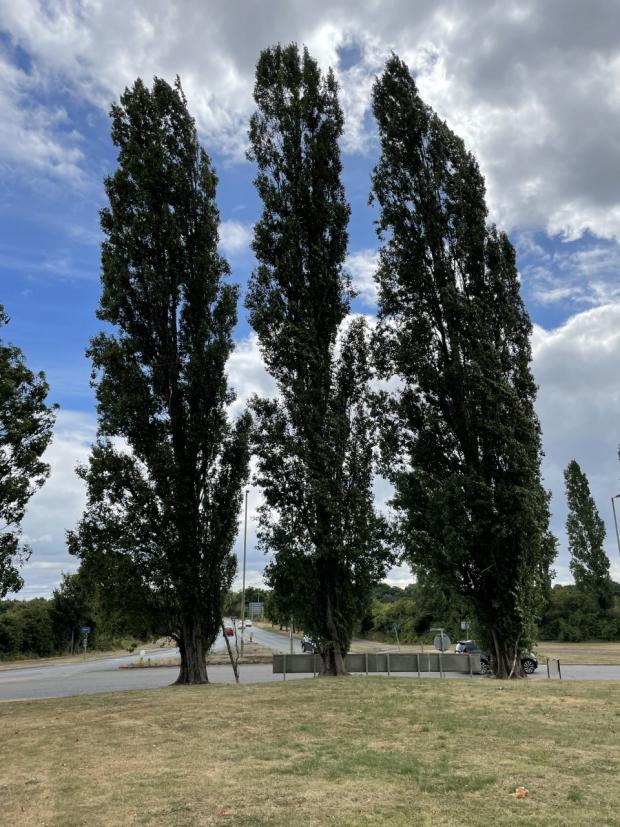 Oxford Mail: The trees at Kidlington Roundabout. Picture: Suzanne McIvor
