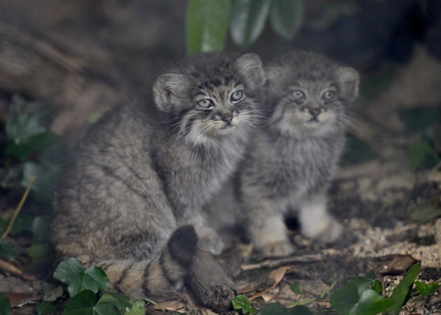 Adorable kittens make their debut at wildlife park on International Cat Day