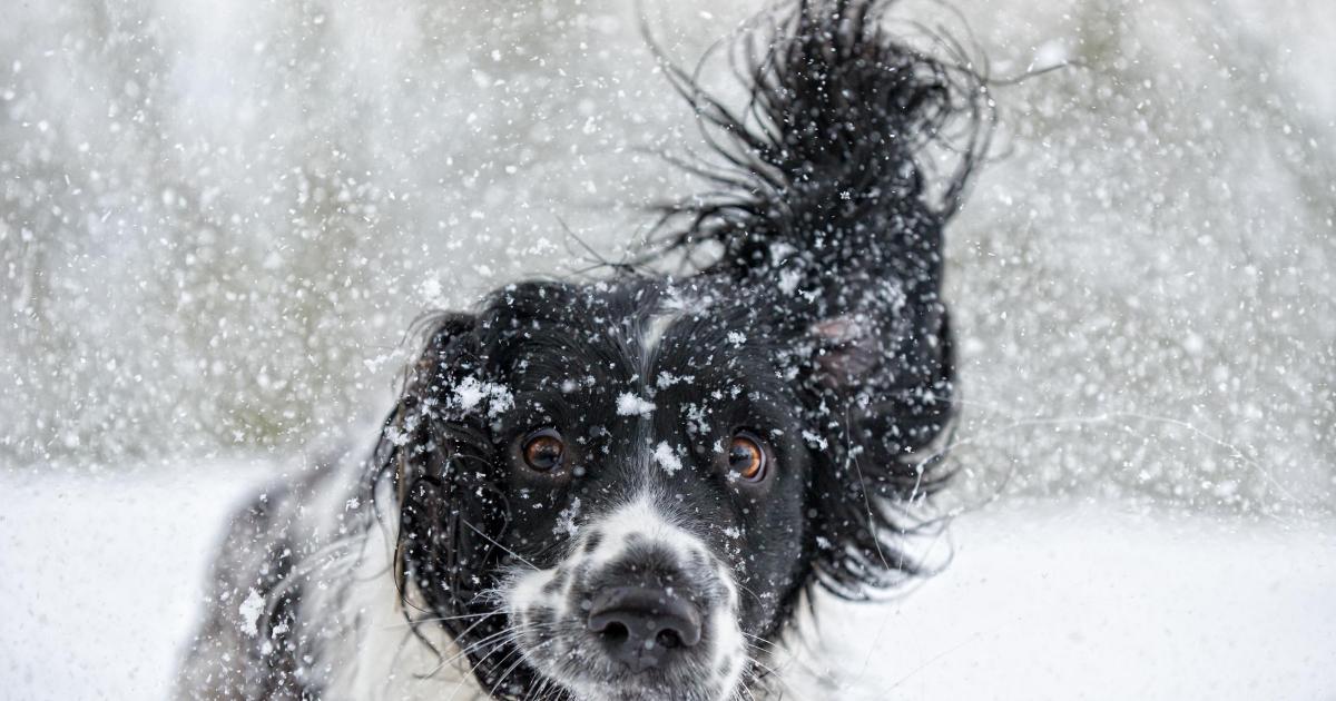 Gesundheitswarnung für Hundebesitzer, vorhergesagte kalte Temperaturen