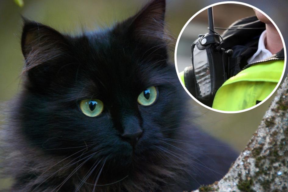 Missing cats in West Oxfordshire village prompt police probe 
