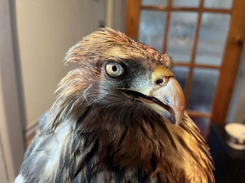 Oldest Red Kite on record from Spain found in Oxfordshire