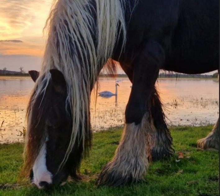 Horse grazing on sunlit Port Meadow is our camera club winner
