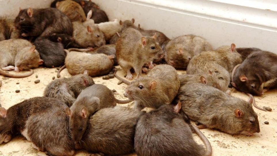 West Oxfordshire District Council deal with 100s of rodent infestation