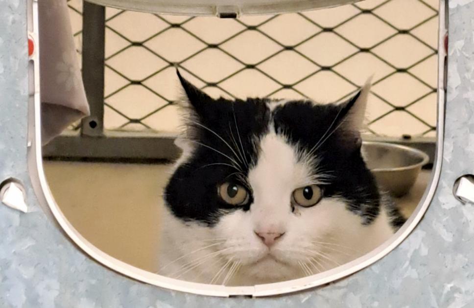 Cat stuck at Oxfordshire rescue centre for looking ‘too grumpy’