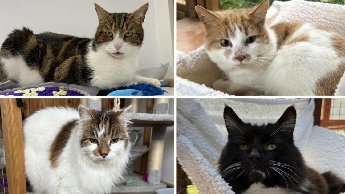 Oxfordshire cats looking for a new place to call home