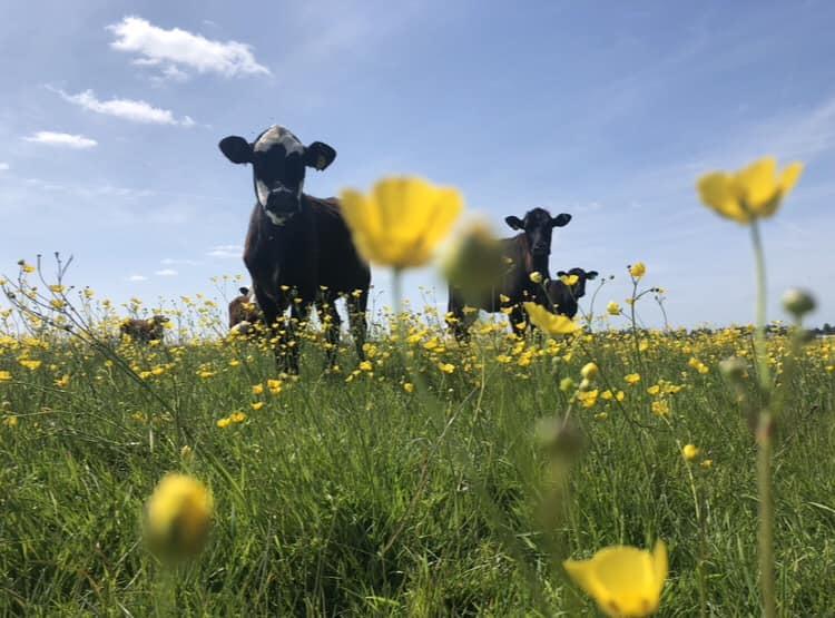 Cows peer through the flowers on Port Meadow: camera club winner