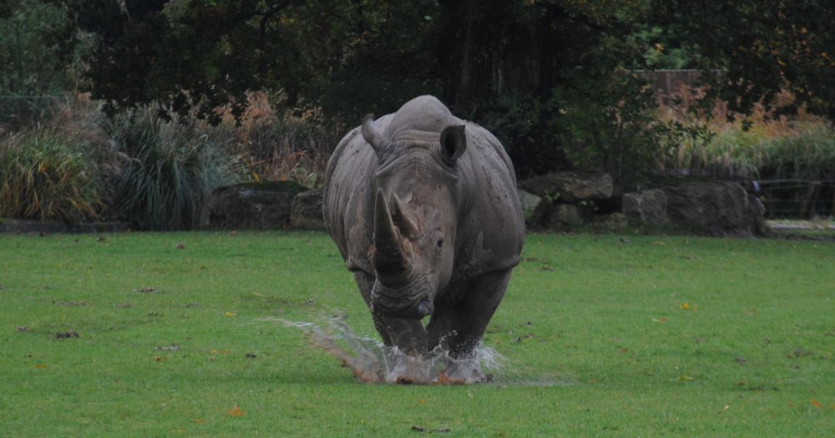 Nashorn im Cotswold Wildlife Park genießt das nasse Wetter