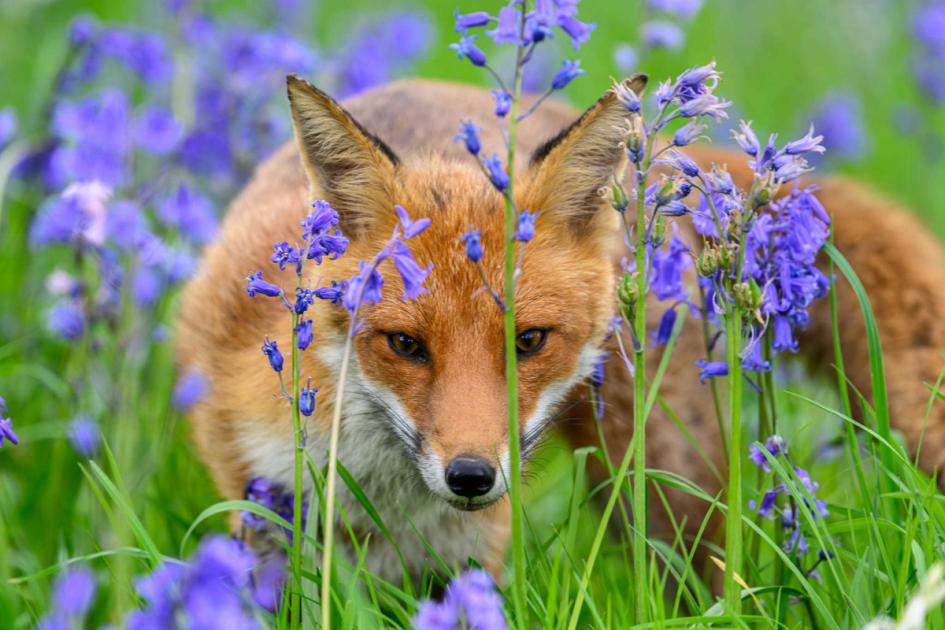 Kameraclub: Fuchs im Feld späht durch die Glockenblumen