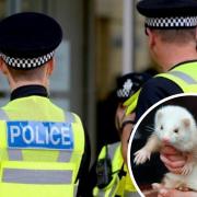 Police rescue  ferrets from illegal poachers