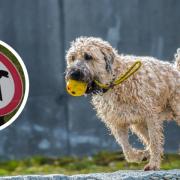 More than 100 dog fouling complaints made to council
