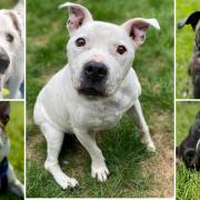 5 dogs available for adoption. Credit: Oxfordshire Animal Sanctuary