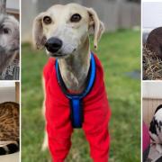 These 5 animals need forever homes. Credit: Oxfordshire Animal Sanctuary