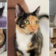 5 cats looking for forever homes. Credit: Oxfordshire Animal Sanctuary