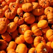 A sea of pumpkins. Credit: canva