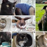 The 7 animals looking for forever homes in Oxfordshire. Credit: Oxfordshire Animal Sanctuary