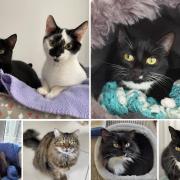 These 9 cats are looking for new homes. Credit: Oxfordshire Animal Sanctuary