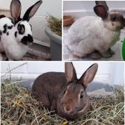 9 rabbits at Oxfordshire Animal Sanctuary. Credit: Oxfordshire Animal Sanctuary