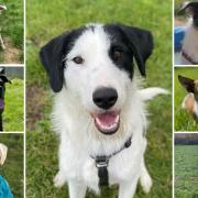 Meet the 7 dogs looking for forever homes. Credit: Oxfordshire Animal Sanctuary