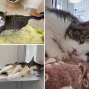 Three cats at Oxfordshire Animal Sanctuary are looking for forever homes. Credit: Oxfordshire Animal Sanctuary