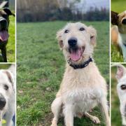 Five dogs looking for forever homes. Credit: Oxfordshire Animal Sanctuary