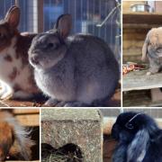 5 rabbits at the Oxfordshire Animal Sanctuary. Credit: Oxfordshire Animal Sanctuary