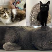 Three cats looking for forever homes. Credit: Oxfordshire Animal Sanctuary