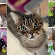 6 animals looking for a forever home. Credit: Oxfordshire Animal Sanctuary