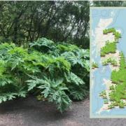 Giant Hogweed spotted across the UK. Credit: What Shed and Pixabay