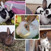 6 rabbits looking for forever homes. Credit: Oxfordshire Animal Sanctuary