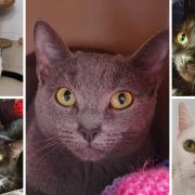 5 cats looking for forever homes. Credit: Oxfordshire Animal Sanctuary