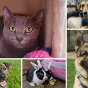6 animals looking for forever homes. Credit: Oxfordshire Animal Sanctuary