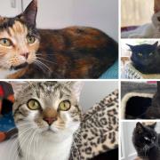 6 cats looking for forever homes. Credit: Oxfordshire Animal Sanctuary
