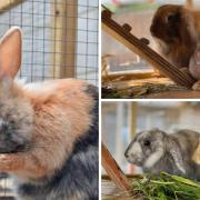 5 rabbits needing forever homes. Credit: Oxfordshire Animal Sanctuary