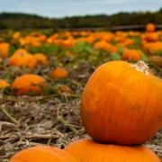 Where you can pick your own pumpkins before Halloween in Oxfordshire