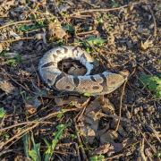 The royal python was found cut in half in Watlington