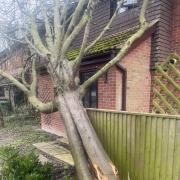 A tree has landed on a house due to high winds