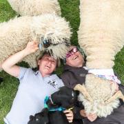 Emma Redman and Pippa Ashton use Valais Blacknose sheep to provide therapy to children and adults alike, through their Thame-based organisation EWE Talk Pictures: Jon Mills/SWNS