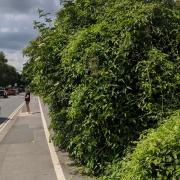 Locals furious at 'dangerous overgrown' cycle path