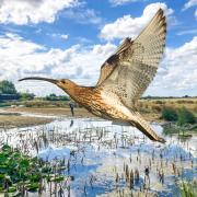 An artistic impression of a curlew in flight at Gallows Bridge Farm