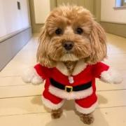 The pampered pooch has been kitted out for Christmas.