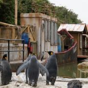 The park is home to the world's most popular penguin, Spike