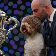 Orca the Lagotto Romagnolo from Croatia won the Best in Show competition in the gundog group on the fourth day of Crufts in 2023