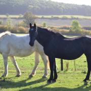Horses at the Blue Cross animal rehoming centre in Burford, where the trees have been planted