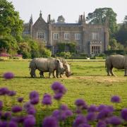 Rhinos on the lawn at Cotswold Wildlife Park