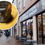 Black kitten Cookie arrives at cat cafe