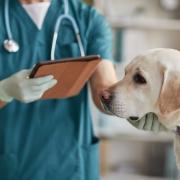 Vaccinations help dogs stay protected against diseases